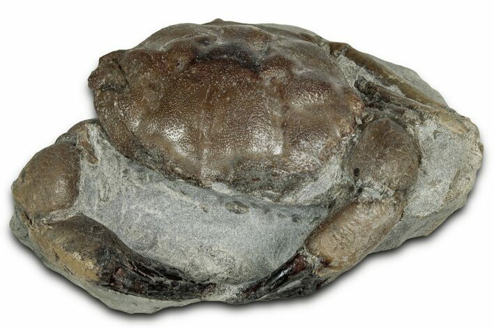 Eocene Fossil Crab (Pulalius) - Washington State #354990